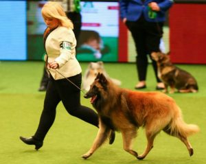 Show Champion Belguim Shepherd Tervueren - Dekker ©Wilson