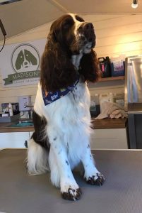 hand stripping springer spaniel