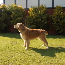 Golden Retriever – Charlie