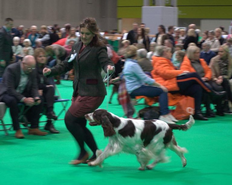 Dog Groomer UptonStLeonards Gloucester Madisons Canine